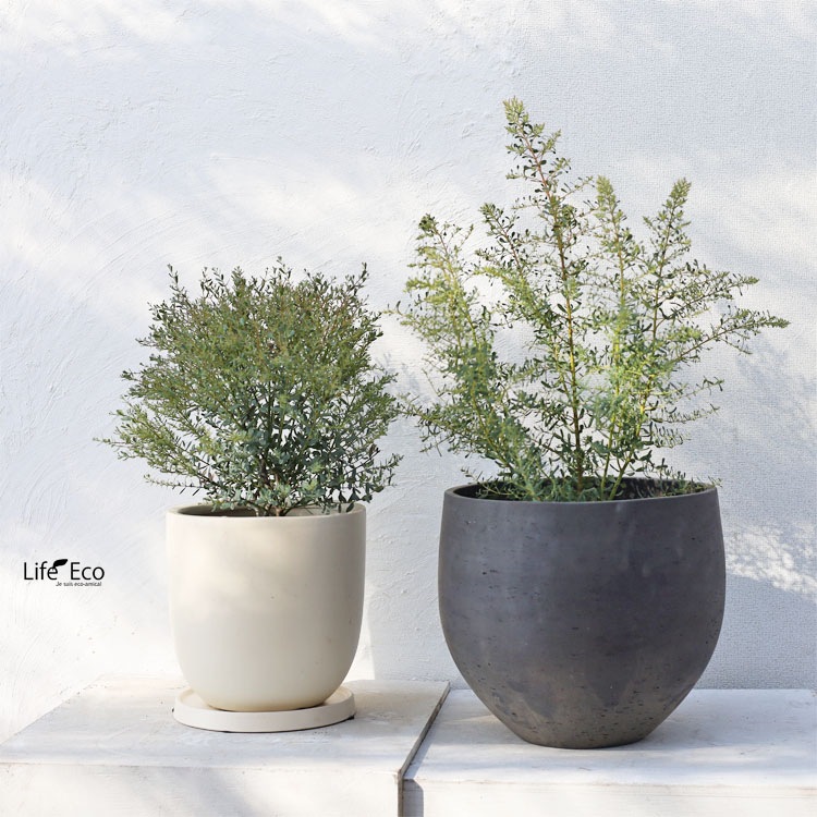 庭木・植木 ユーカリ・グニーフランスブルーレンガン / 6寸・約W35cm×H70cm【送料E】