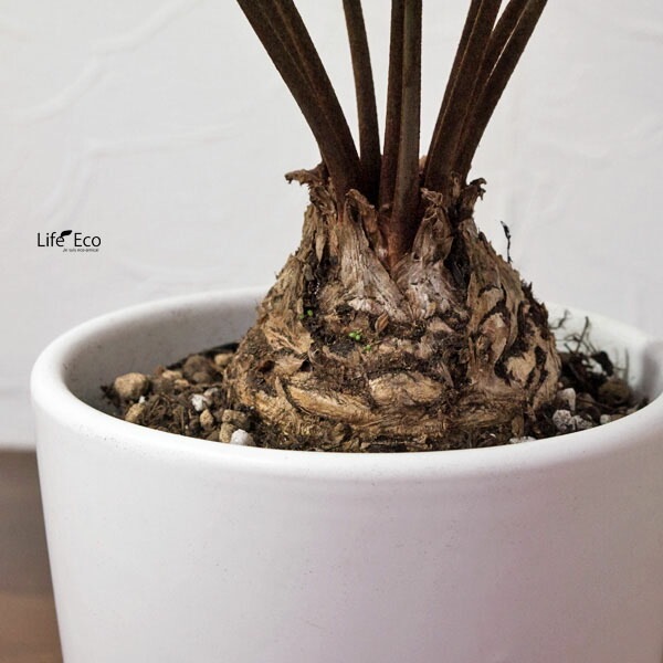 植木鉢 釉薬陶器製 インテリアポット オスト ラウンド マットホワイト （白）皿付 φ11cm×H11cm（4号）【6個入】【送料E】