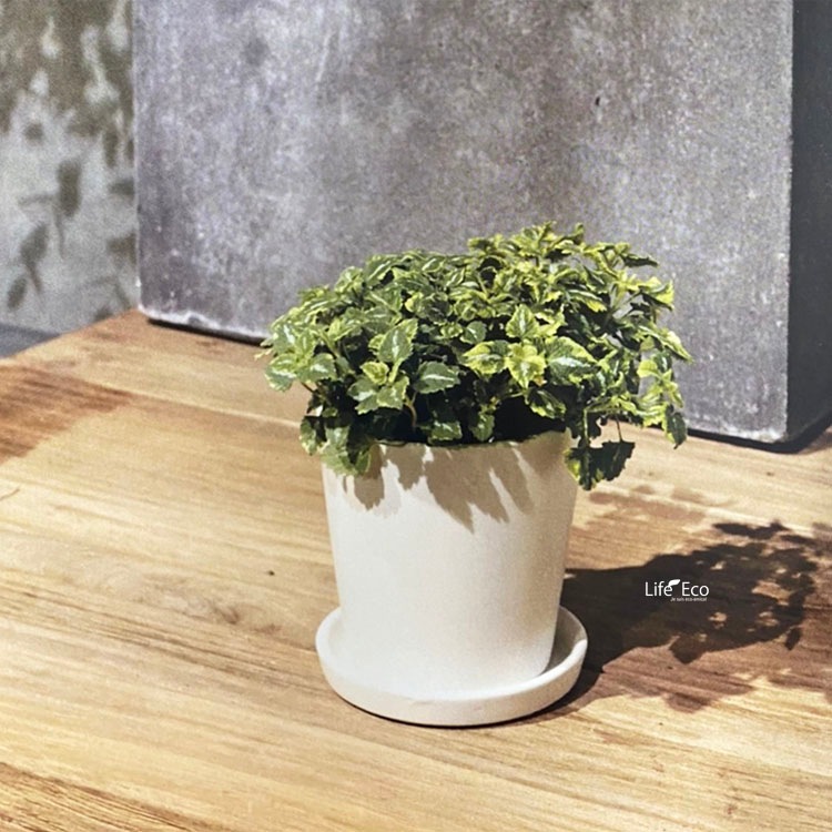 植木鉢 釉薬陶器製 インテリアポット オスト ラウンド マットホワイト （白）皿付 φ11cm×H11cm（4号）【6個入】【送料E】