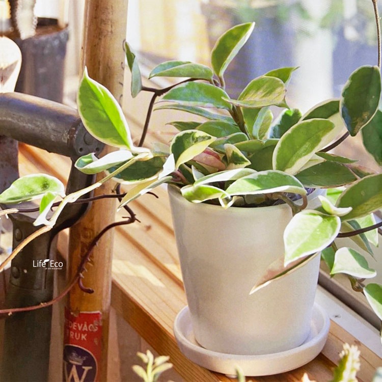 植木鉢 釉薬陶器製 インテリアポット オスト ラウンド マットホワイト （白）皿付 φ11cm×H11cm（4号）【6個入】【送料E】
