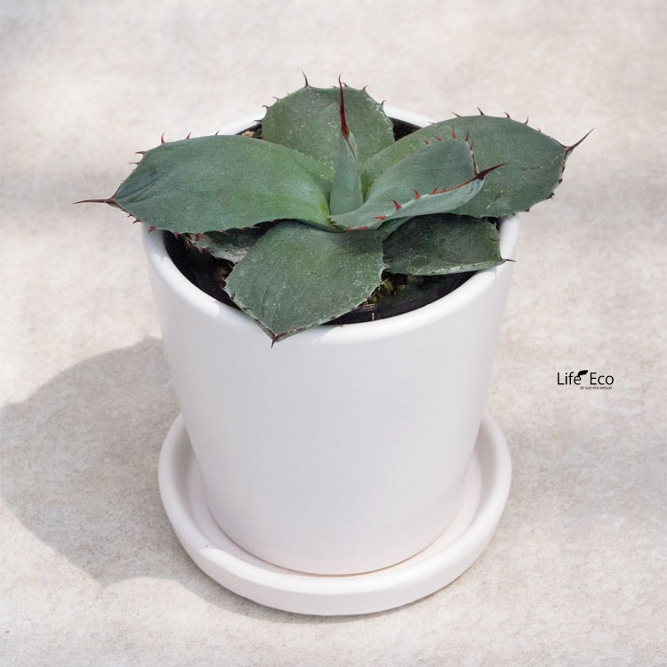 植木鉢 釉薬陶器製 インテリアポット オスト ラウンド マットホワイト （白）皿付 φ11cm×H11cm（4号）【6個入】【送料E】