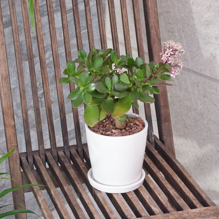 植木鉢 釉薬陶器製 インテリアポット オスト ラウンド マットホワイト （白）皿付 φ11cm×H11cm（4号）【6個入】【送料E】