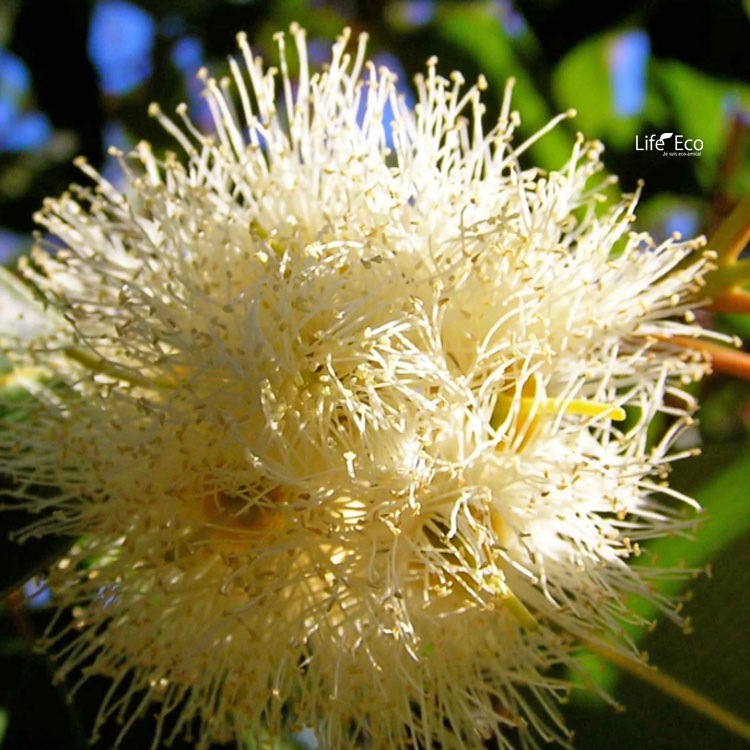 庭木・植木 ユーカリ・グニーフランスブルーレンガン / 5寸・約W35cm×H50cm【送料D】