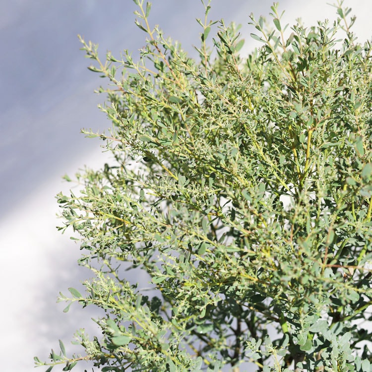 庭木・植木 ユーカリ・グニーフランスブルーレンガン / 5寸・約W35cm×H50cm【送料D】