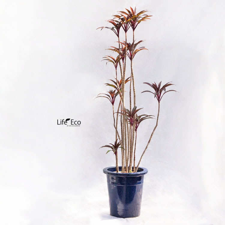 植木鉢 信楽焼 生子（ナマコ）ケンガイ φ28.5cm×H30cm（9号）【送料E】