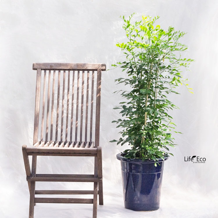 植木鉢 信楽焼 生子（ナマコ）ケンガイ φ28.5cm×H30cm（9号）【送料E】