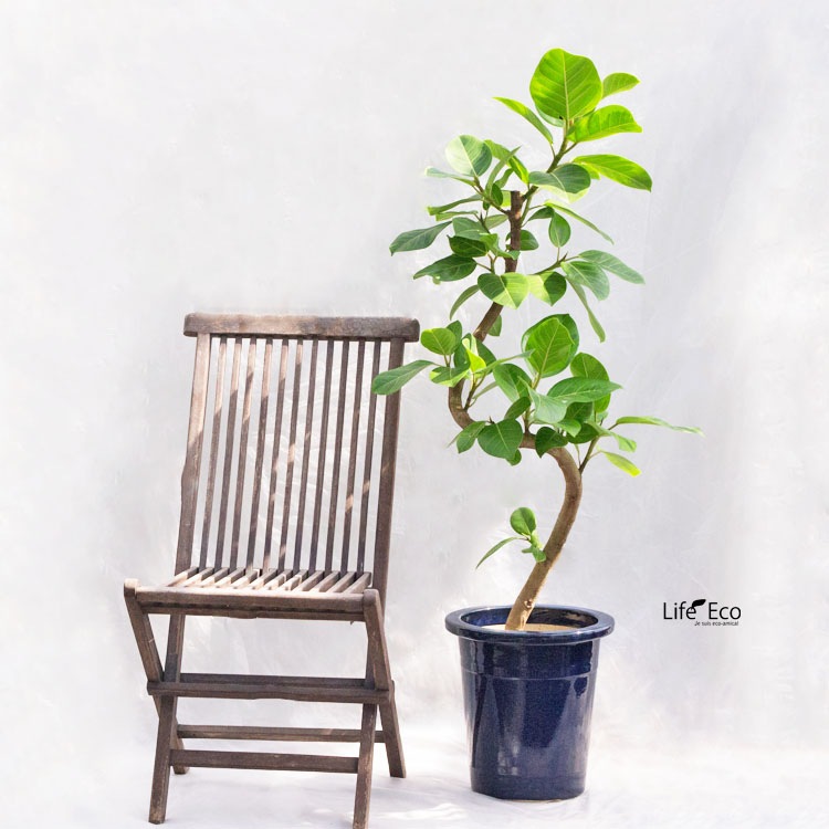 植木鉢 信楽焼 生子（ナマコ）ケンガイ φ28.5cm×H30cm（9号）【送料E】