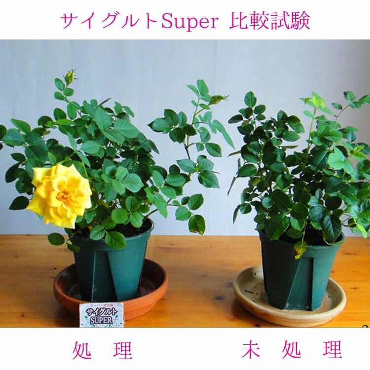 植物活力液・土壌改良剤・堆肥化促進剤 サイグルト SUPER 1L【完全有機成分・全植物用】10個入【送料D】