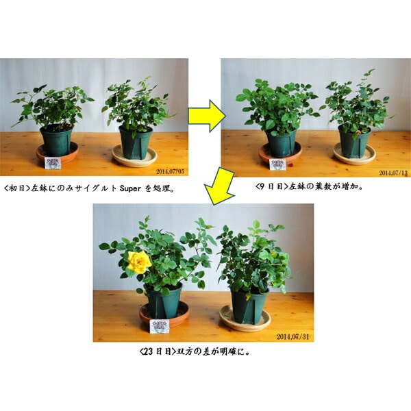 植物活力液・土壌改良剤・堆肥化促進剤 サイグルト SUPER 1L【完全有機成分・全植物用】10個入【送料D】