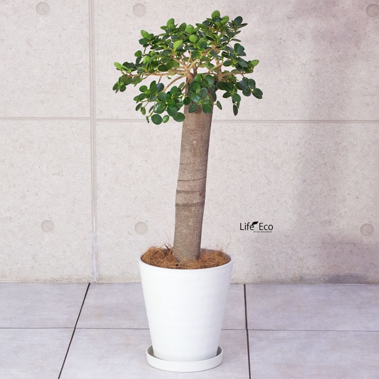 植木鉢 樹脂製ポット セラアート ラウンド 長鉢 ホワイト（白）φ21cm×H22.7cm（7号）受皿付　【送料B】