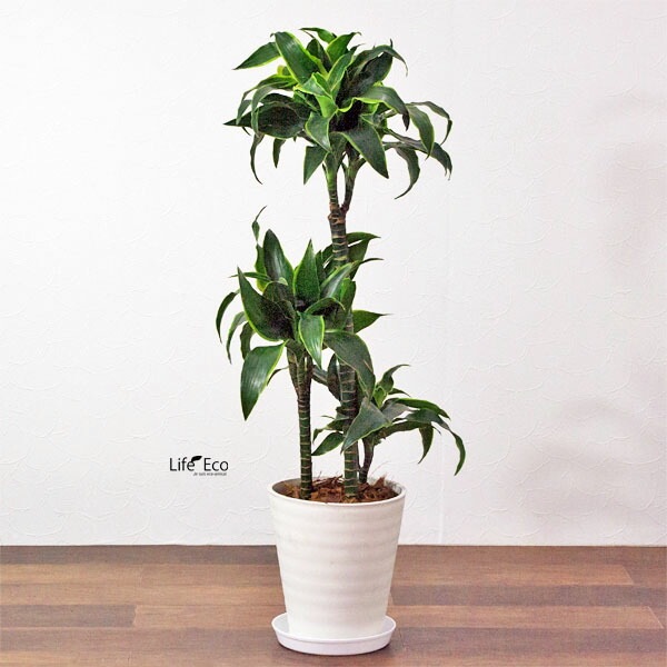 植木鉢 樹脂製ポット セラアート ラウンド 長鉢 ホワイト（白）φ21cm×H22.7cm（7号）受皿付　【送料B】