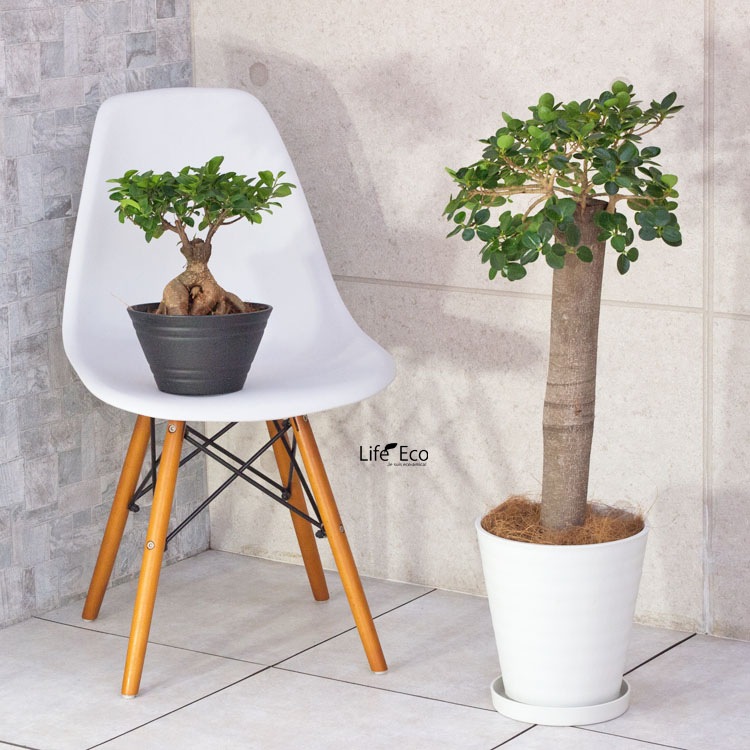 植木鉢 樹脂製ポット セラアート ラウンド 長鉢 ホワイト（白）φ21cm×H22.7cm（7号）受皿付　【送料B】