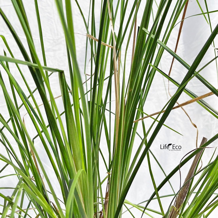 庭木・植木 ベチバー（カスカスガヤ/カスカス茅） / 5.5寸・約W100cm×H130cm【送料F】