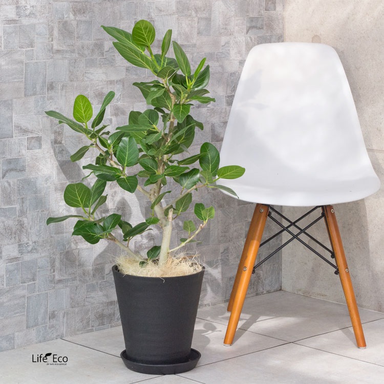 植木鉢 樹脂製ポット セラアート ラウンド 長鉢 ブラック（黒）φ24cm 受皿付 【送料B】
