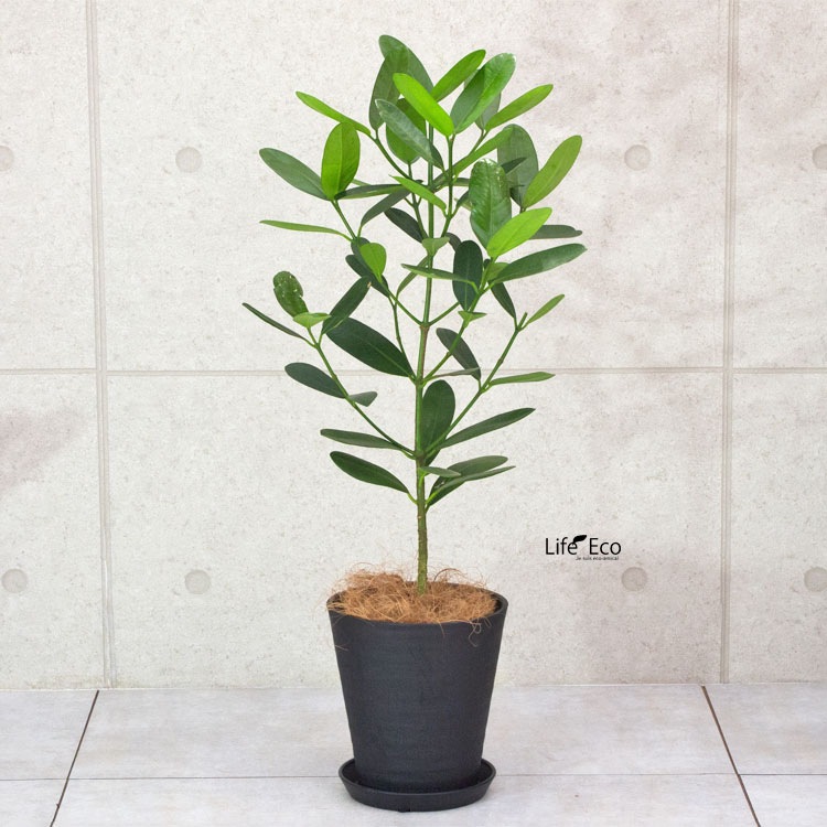 植木鉢 樹脂製ポット セラアート ラウンド 長鉢 ブラック（黒）φ24cm 受皿付 【送料B】