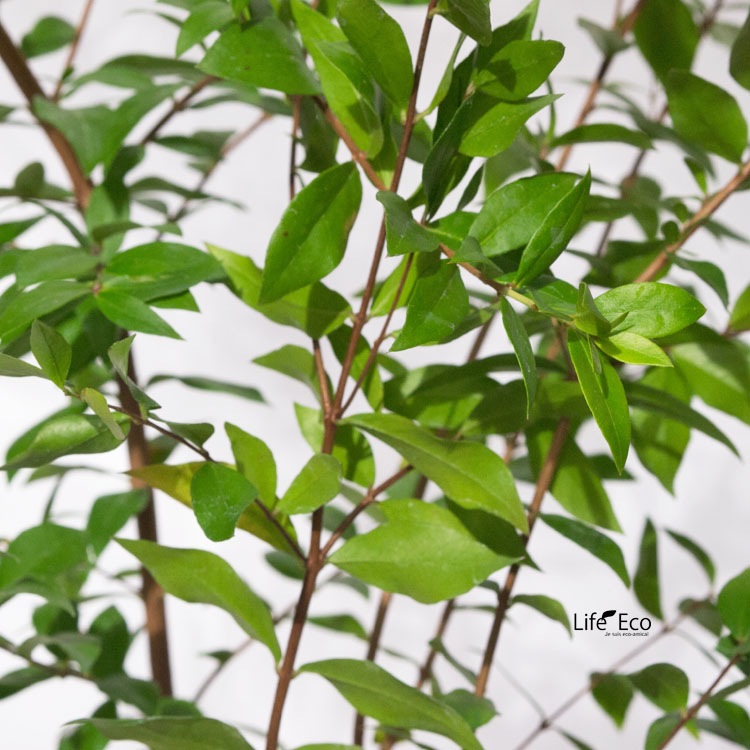 庭木・植木 ギンバイカ（銀梅花、マートル） / 3寸・約H60cm【3株セット】【送料E】