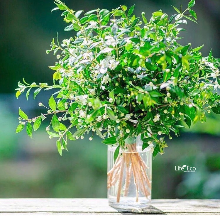 庭木・植木 ギンバイカ（銀梅花、マートル） / 3寸・約H60cm【3株セット】【送料E】