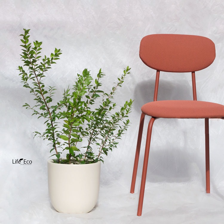 庭木・植木 ギンバイカ（銀梅花、マートル） / 3寸・約H60cm【3株セット】【送料E】