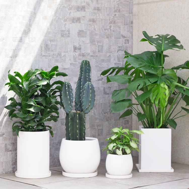植木鉢【数量限定】釉薬陶器製インテリアポット COCOロングシリンダー マットホワイト（白・艶無し）φ21cm×H30cm（7号・7寸）【送料E】