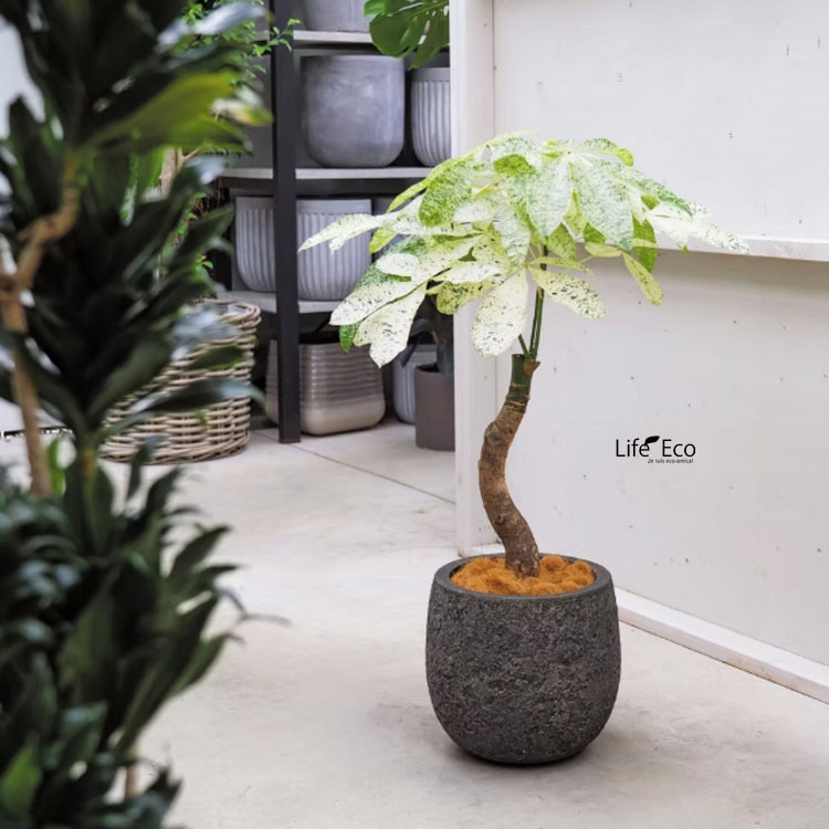 植木鉢 大型 軽量 FRP製 ブラックス（BRACKS） ラウンド アンティークブラック（黒） φ45cm×H38cm（15号・15寸）【送料F】