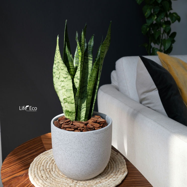 鉢土に載せるマルチング材 ウッドチップ（木片・バーク）ブラウン 5～20mm / 観葉植物、鉢花、鉢植え庭木の乾燥・害虫防止【送料無料】