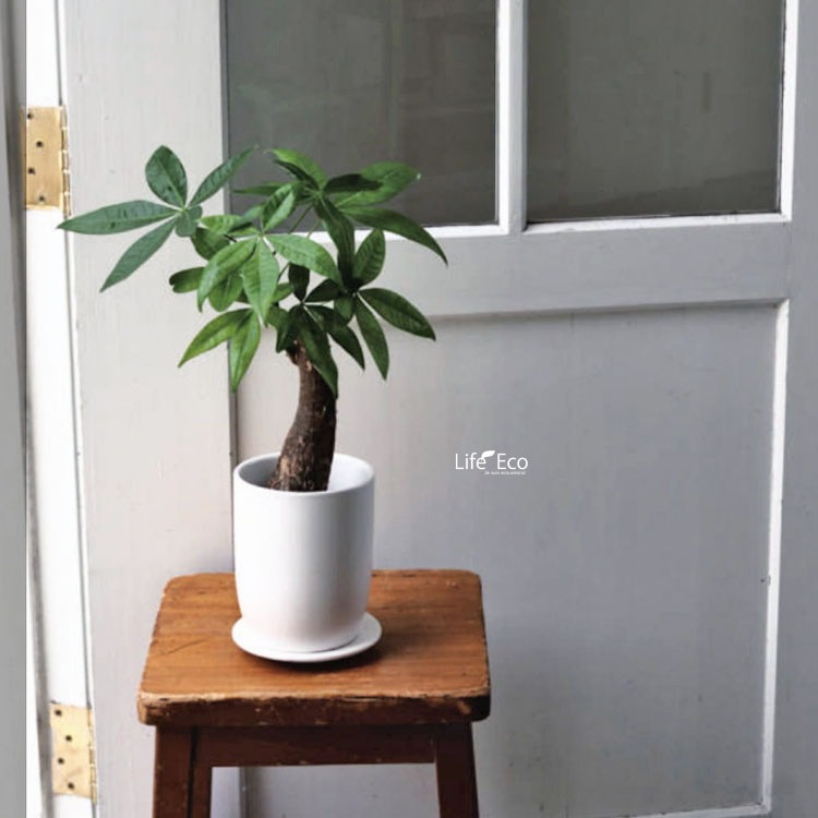 植木鉢 釉薬陶器製 インテリアポット オスト トールエッグ マットホワイト （白）皿付 φ13cm×H16cm（4号）【6個入】【送料E】