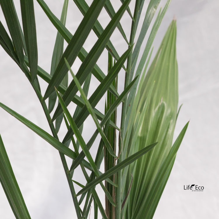 庭木・植木 ナツメヤシ（棗椰子、デーツ） / 6寸・約50cm×H70cm【送料E】