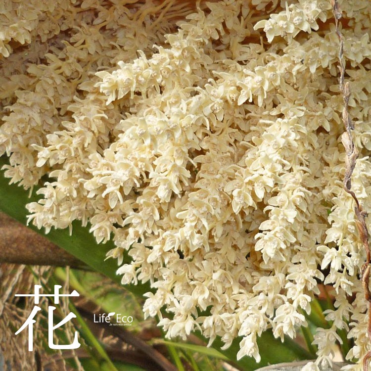 庭木・植木 ナツメヤシ（棗椰子、デーツ） / 6寸・約50cm×H70cm【送料E】