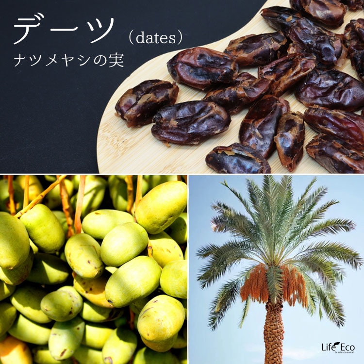庭木・植木 ナツメヤシ（棗椰子、デーツ） / 6寸・約50cm×H70cm【送料E】