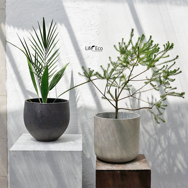 庭木・植木 ナツメヤシ（棗椰子、デーツ） / 6寸・約50cm×H70cm【送料E】