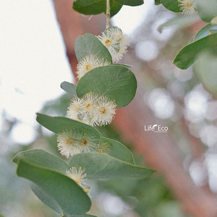 庭木・植木 ユーカリ・グニー（シルバードロップ） / 6寸・約W40cm×H65cm【送料E】