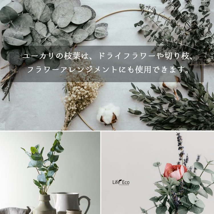 庭木・植木 ユーカリ・グニー（シルバードロップ） / 6寸・約W40cm×H65cm【送料E】