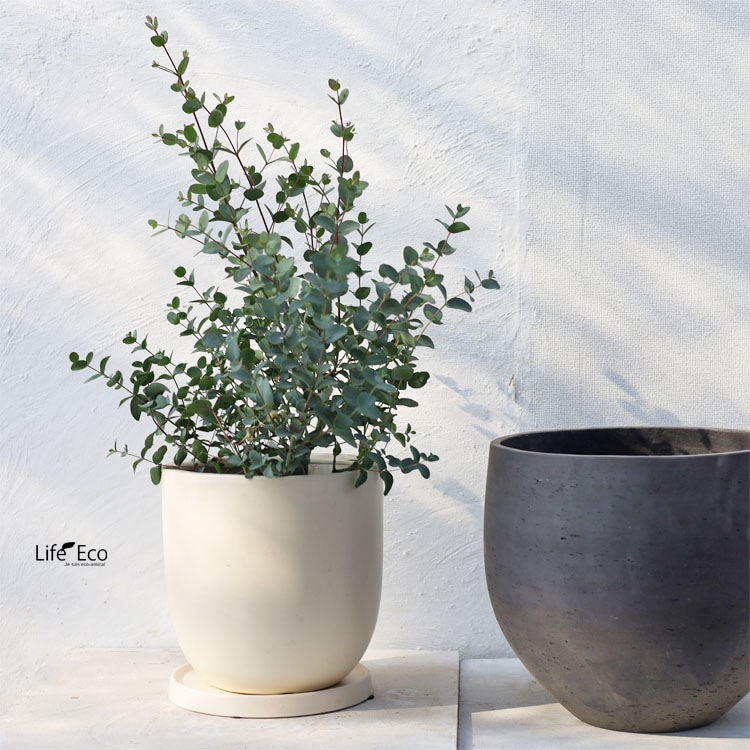 庭木・植木 ユーカリ・グニー（シルバードロップ） / 6寸・約W40cm×H65cm【送料E】