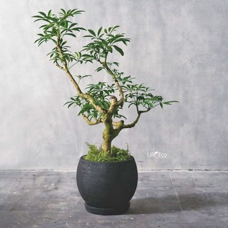 植木鉢 テラコッタ（素焼鉢）カイト ボール ダークブラック 黒 φ24cm