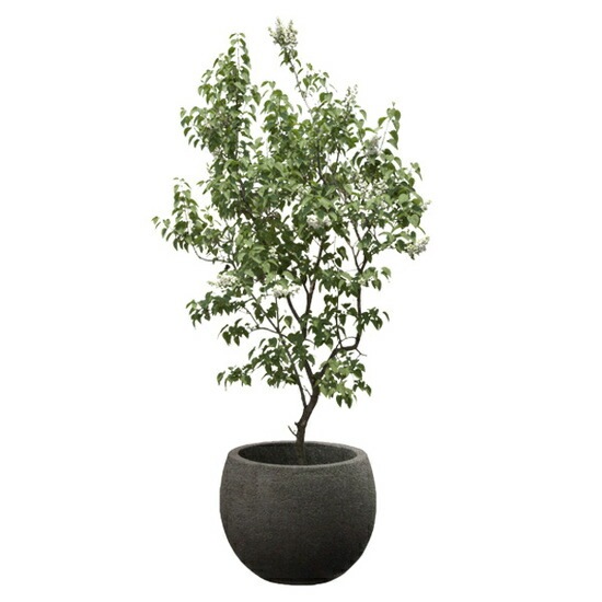 植木鉢 テラコッタ（素焼鉢）カイト ボール ダークブラック 黒 φ24cm×H20cm（8号 8寸）【送料E】