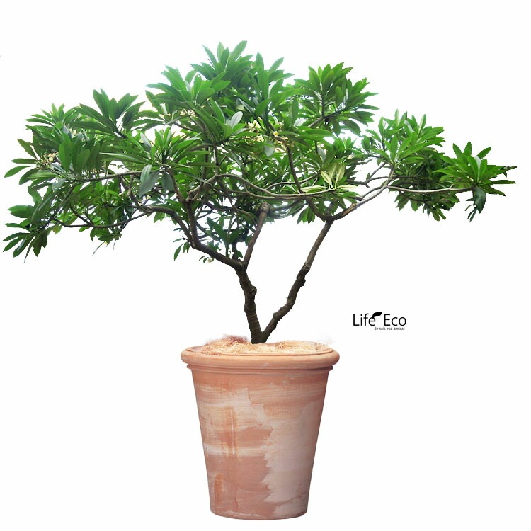 植木鉢 大型 イタリア製 素焼き テラコッタ鉢 アルトポット ラウンド