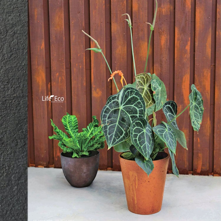 植木鉢 軽量コンクリート製 エイジング シャロー（浅鉢） ブラウン（茶） / φ24cm×H16.5cm（8号）【送料D】