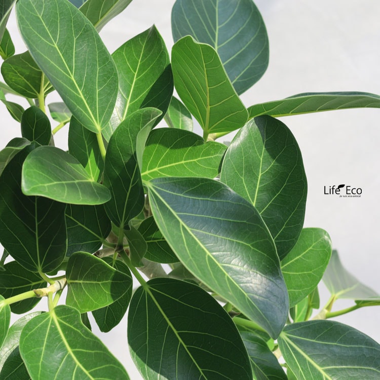 観葉植物 大型 フィカス・ベンガレンシス（ベンガル）曲げ / 8寸・約W60cm×H120cm【送料I】