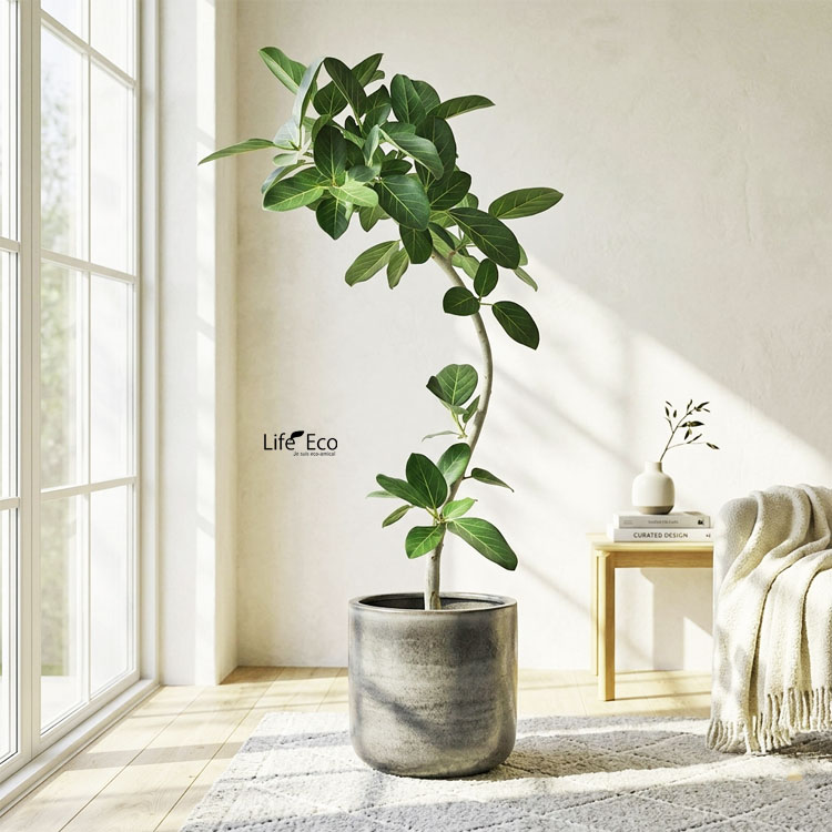 観葉植物 大型 フィカス・ベンガレンシス（ベンガル）曲げ / 8寸・約