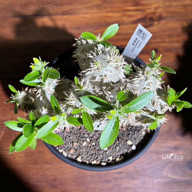 塊根植物【一点物】パキポディウム・恵比寿大黒 / 幹幅約18cm×高さ約