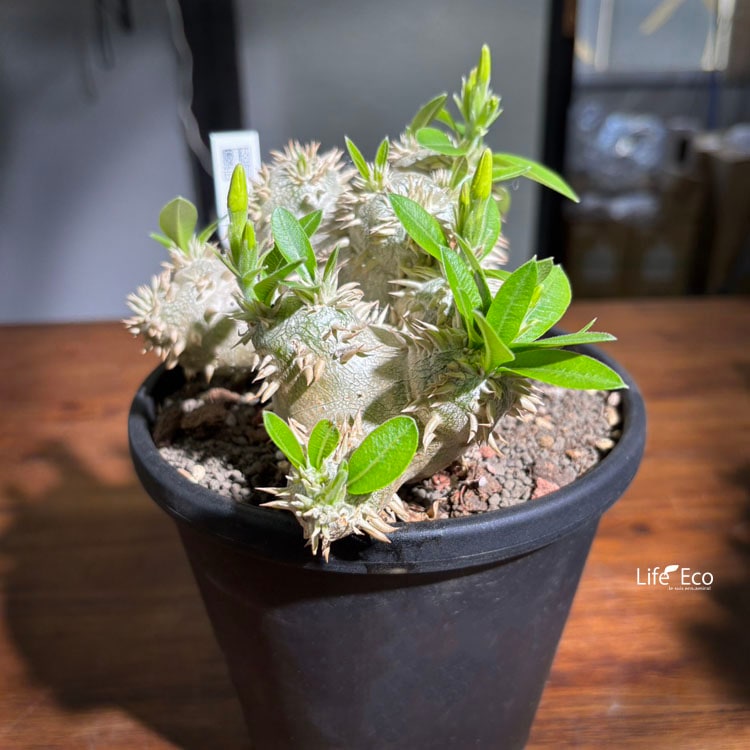 塊根植物　パキポディウム 塊根植物【一点物】パキポディウム・恵比寿大黒 / 幹幅約18cm×高さ約