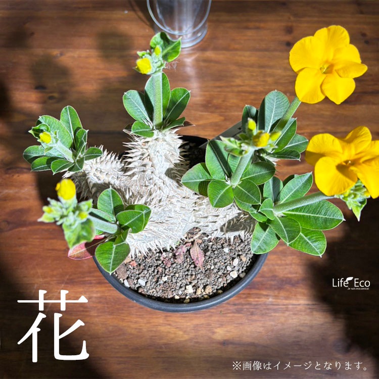 塊根植物【一点物】パキポディウム・恵比寿大黒 / 幹幅約18cm×高さ約