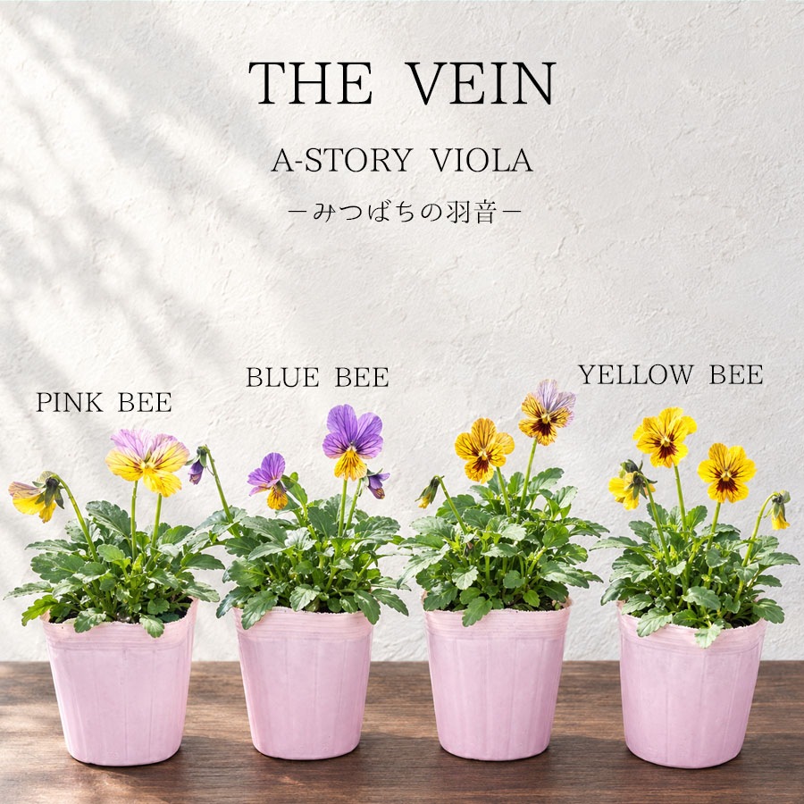【予約受付】花苗 ビオラ（A-STORY VIOLA）みつばちの羽音 ブルービー（青） / 4寸ポット【9株セット】【送料F】