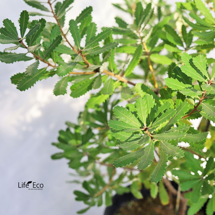 庭木・植木 バンクシア・オブロンギフォリア（ラスティバンクシア、ドワーフバンクシア） / 9寸・約W70cm×H95cm【送料F】