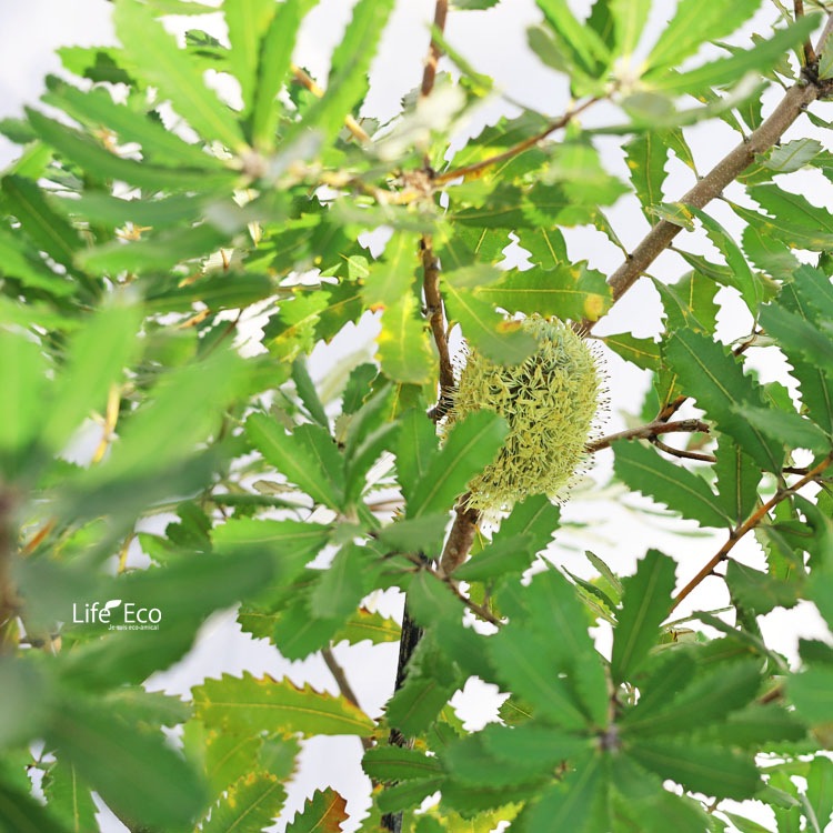 庭木・植木 バンクシア・オブロンギフォリア（ラスティバンクシア、ドワーフバンクシア） / 9寸・約W70cm×H95cm【送料F】