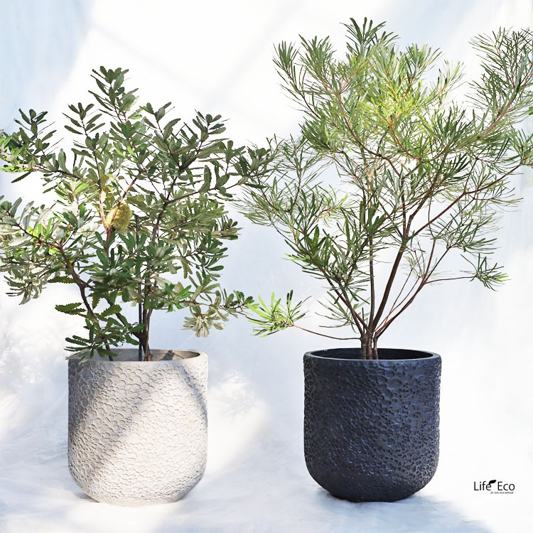 庭木・植木 バンクシア・オブロンギフォリア（ラスティバンクシア、ドワーフバンクシア） / 9寸・約W70cm×H95cm【送料F】