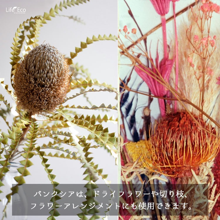 庭木・植木 バンクシア・オブロンギフォリア（ラスティバンクシア、ドワーフバンクシア） / 9寸・約W70cm×H95cm【送料F】