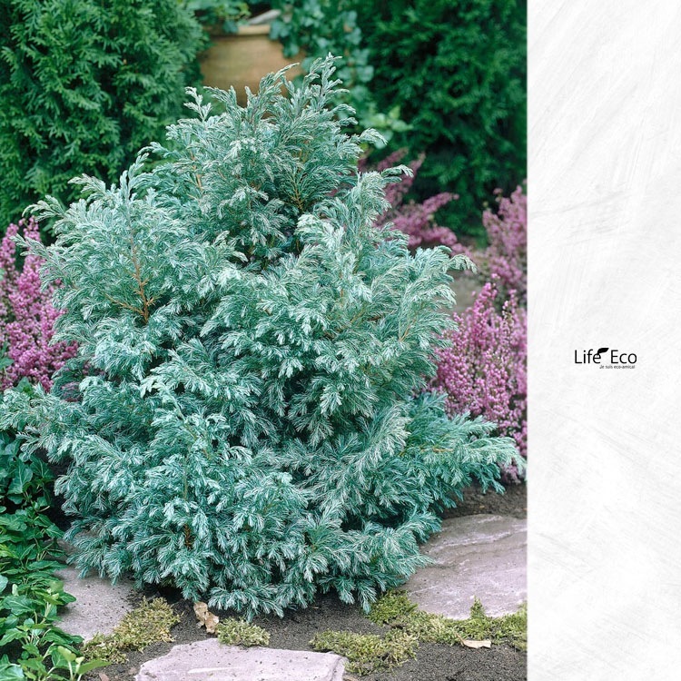 庭木・植木 コニファー・ボールバード（ブルーバード） / 4寸・約W30cm×H55cm【3株セット】【送料D】