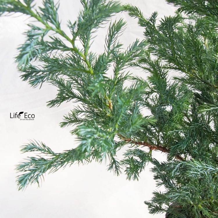 庭木・植木 コニファー・ボールバード（ブルーバード） / 4寸・約W30cm×H55cm【3株セット】【送料D】