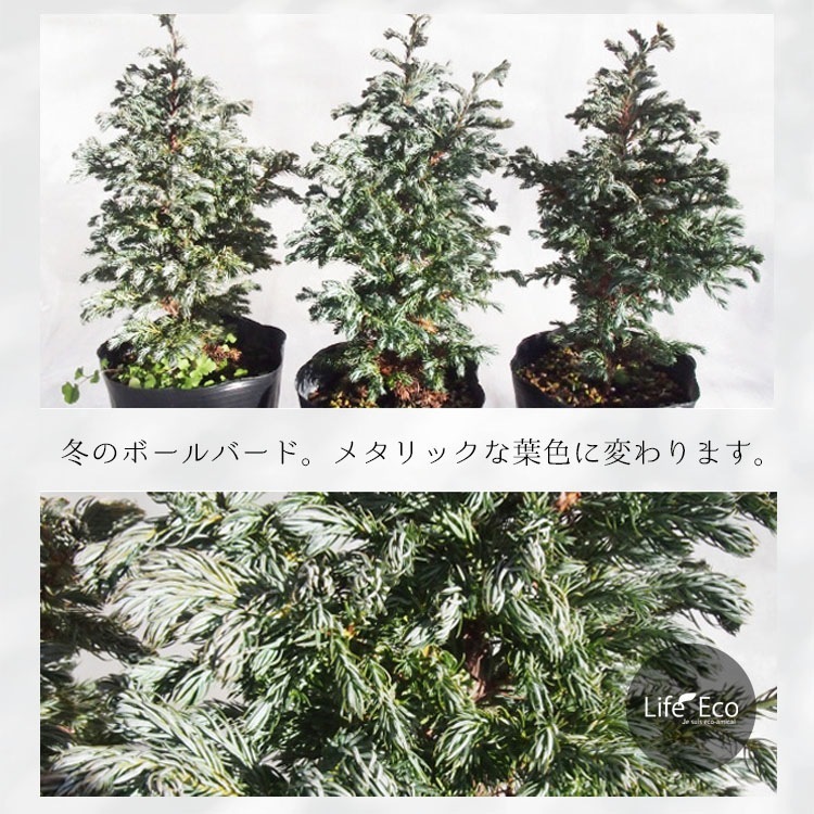 庭木・植木 コニファー・ボールバード（ブルーバード） / 4寸・約W30cm×H55cm【3株セット】【送料D】